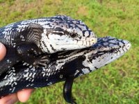 adult pair axanthic bts3.jpeg