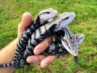 axanthic bts small.jpeg