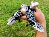 axanthic bts small1.jpeg