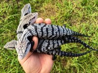 axanthic bts small2.jpeg