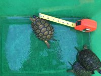 turtles 10.jpg