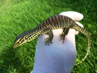 1 Argus Monitor.jpeg