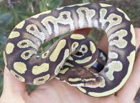 mojavefirem06.jpg