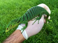 1 Green Tree Monitor.jpeg