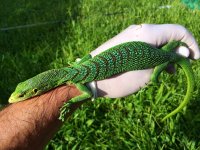 1 Green Tree monitor1.jpeg