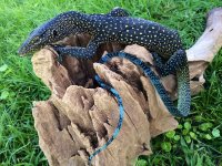 1 Blue Tail Monitor.jpeg