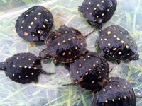 Spotted Turtles.jpg
