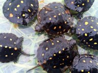 Spotted Turtles1.jpg