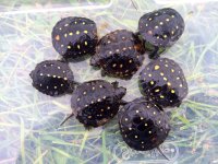 Spotted Turtles2.jpg