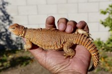 IMG_2643.jpg