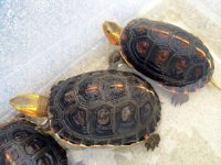 Chinese Box Turtle Trio1.jpg