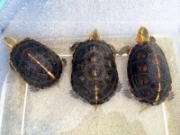 Chinese Box Turtle Trio.jpg