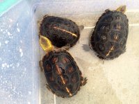 Chinese Box Turtle Trio2.jpg