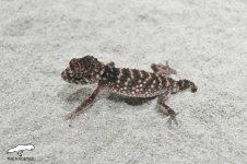asper male 3.jpg