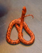 Aberrant Male 4.jpg