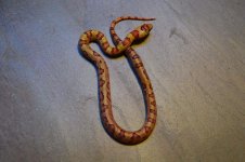 Aberrant Female 6.jpg