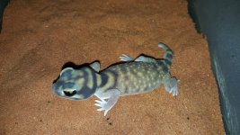 stellatus.jpg