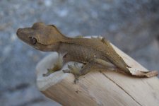 DSC_0037.jpg