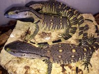 1 black throat monitor baby1.jpeg