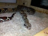 2011-03-17_20-33-14_797.jpg