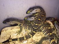 1 black throat monitor baby.jpeg