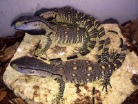 1 black throat monitor baby2.jpeg