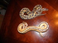 SS-Pastel Het Pied.jpg