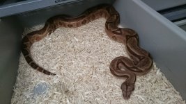 1.0 Hypo TH Sunglow Leo.jpg