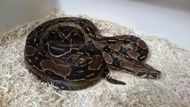 0.1 DH Albino Leo.jpg
