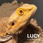lucy.jpg