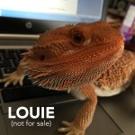 louie.jpg
