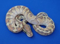 m_hypo_butter_enchi.jpg