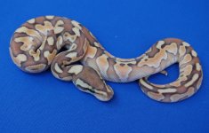 m_butter_enchi_black_pastel_het_hypo_a.jpg