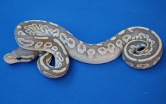 m_hypo_butter_black_pastel.jpg