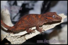Dinitrotolueneed_IMG_8545ps.jpg