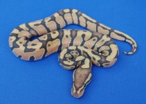 m_hypo_enchi.jpg
