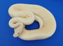 albino_spinner.jpg