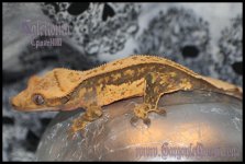 Calcitonined_IMG_9220ps.jpg