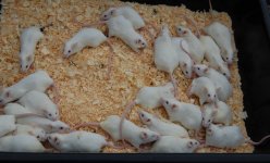 XL Mouse.jpg