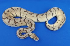 phantom_bee_het_hypo.jpg