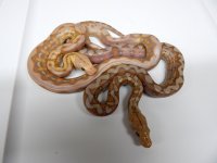 Ghost and Gh Tiger.jpg