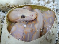 close up in egg 2.jpg