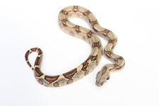 2015 female vpi 100%.jpg