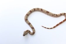 2015 hypo cyclone het sharp.jpg