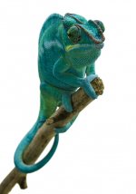 cham4.jpg
