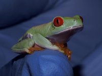 Red Eye Tree frog baby 2.jpg