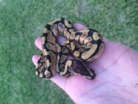 enchi as 2.jpg