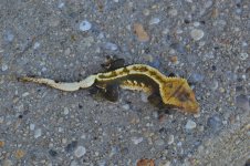 DSC_0230.jpg