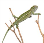 Carpet Chameleon - Male - Pair 2 - Canvas Chameleons.jpg