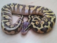 2015 Super Pastel Calico.jpg